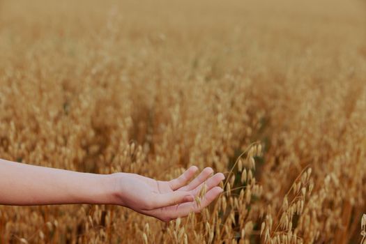 human hand Spikelets of wheat sun nature agriculture Lifestyle. High quality photo