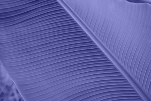 The close-up sheet in color is very Peri. Natural background. Demonstrating the colors of 2022 - Very Peri