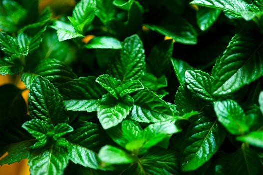 vibrant green fresh mint plant closeup macro 