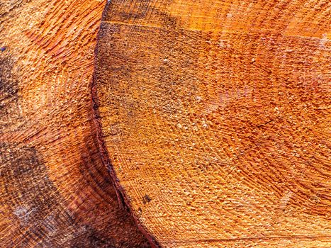 Pine tree trunk cross section surface texture. The spread of the tree. Logging. Background image. Sawmill wood. Deforestation. Pine cut surface structure. Place for text. Texture.