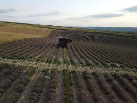 Drone aerial view of a violet lavender field during the harvest