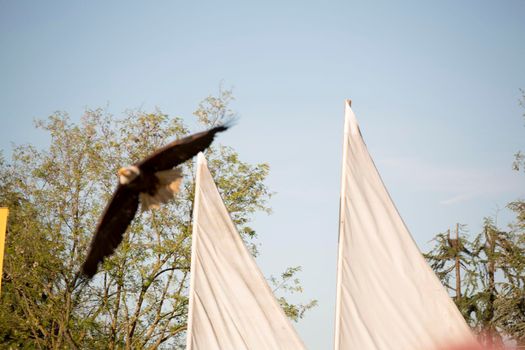 white-headed sea eagle flying in blue sky