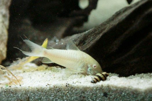 beautiful albino corydoras Corydoras bronze aeneus freshwater fish in aquarium. High quality photo