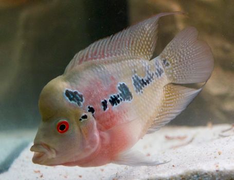 flower horn male African cichlid fish aquarium