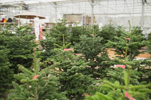 Christmas trees for sale on a market