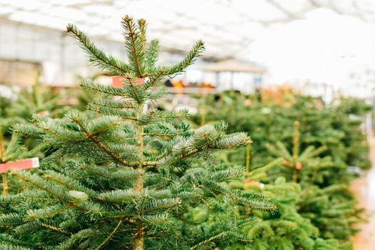 Christmas trees for sale on a market