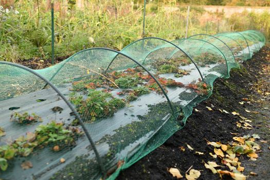 A small greenhouse strawberries at a garden