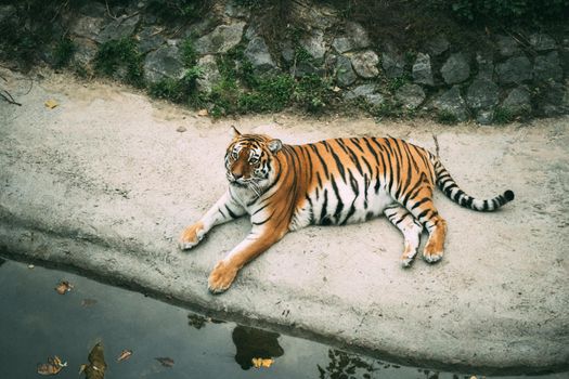 Relaxing pregnant tigress. Beautiful Bengal tiger lies on the banks of the pond at the zoo. Zoo concept. Toned image.