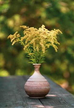 Solidago - Wild flowers, also called goldenrods in the aster family. Wild flowers standing. Wildflowers in a jug on an old rusty wooden table in nature.