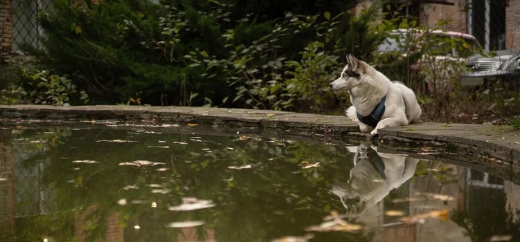 White Siberian Husky in dog-walking schleia looking away while laying mirroring in fountain water or pond against the background of falling yellow leaves.