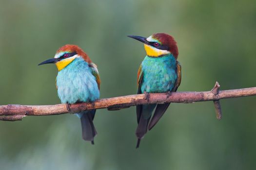 beautiful birds of paradise sit on a branch ,wildlife