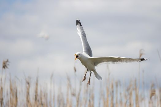 seagull spreading its wings we fly across the sky ,wildlife