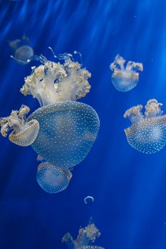 Medusa Jellyfish Photos and Premium High Res Pictures. 