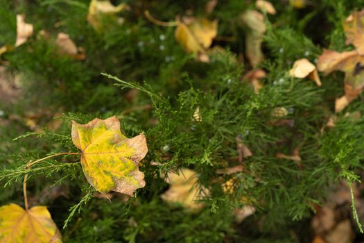 Thuja western Smaragd or coniferous trees with lots of yellow fallen yellow leaves from the trees on it. Autumn background. Selective focus on leaf in foreground.