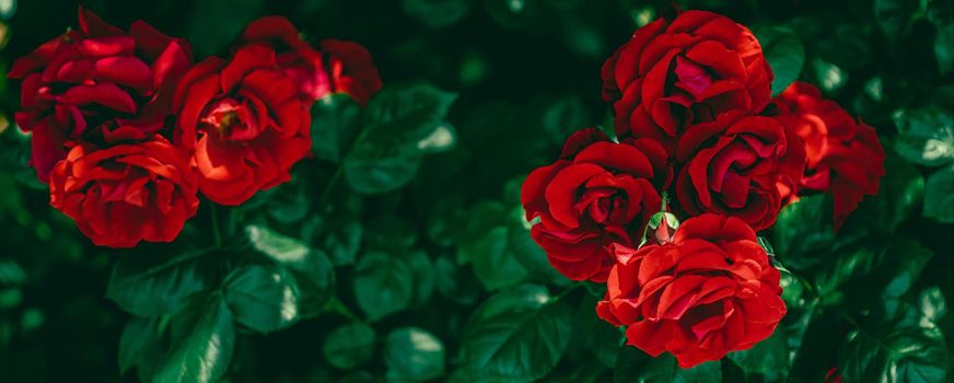 Red roses in beautiful flower garden as floral background.