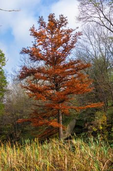 Red maple in the Sofievsky arboretum or Sofiyivsky Park in Uman, Ukraine, on a sunny autumn day