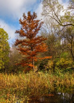 Red maple in the Sofievsky arboretum or Sofiyivsky Park in Uman, Ukraine, on a sunny autumn day