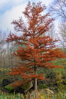 Red maple in the Sofievsky arboretum or Sofiyivsky Park in Uman, Ukraine, on a sunny autumn day