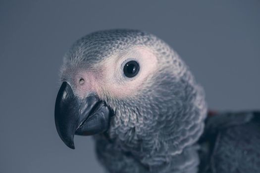 Psittacus gray parrot portrait in studio light. High quality photo