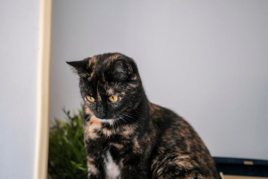 beautiful multicolored female tortoiseshell domestic cat. High quality photo