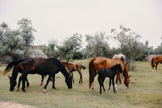 Horses eat grass in the field nature mammals. High quality photo