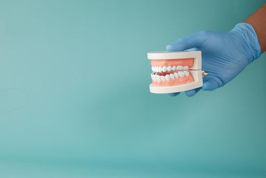doctor hand holding plastic dental teeth model on table .