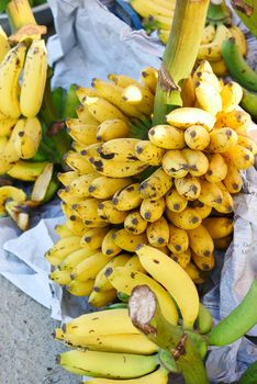 banana display for sale at local market .