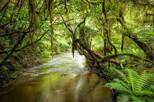 Small stream or brook in a heart of rain forest in New Zealand