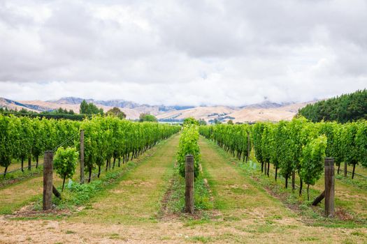 Ripening white grapes at vineyard in Marlborough Region, country's largest winegrowing region with distinctive soils and climatic conditions, South Island of New Zealand