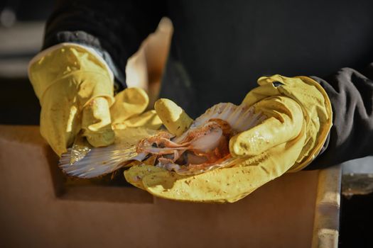 Man in gloves and apron cleans Atlantic scallop.