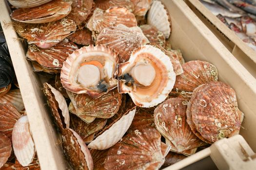 Fresh french scallops on a seafood market at Dieppe France