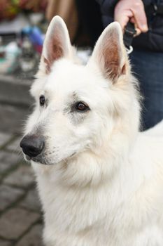 The owner holds on a leash a white Swiss Shepherd Dog Portrait