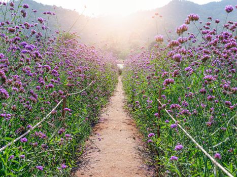 Walkway at flower garden for relaxing or taking photos