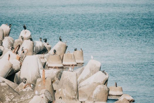 The seashore is reinforced with concrete tetrapods. Protection of the shore from blurring. Sea waves. Concrete tetrapod breakwaters lie all along the coast.