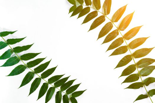 Green leaf branches on white background. flat lay, top view. Copy space. Still life. Sun Flare