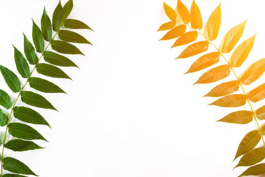 Green leaf branches on white background. flat lay, top view. Copy space. Still life. Sun Flare