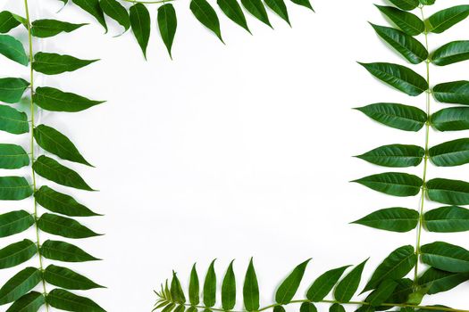 Green leaf branches on white background. flat lay, top view. Copy space. Still life