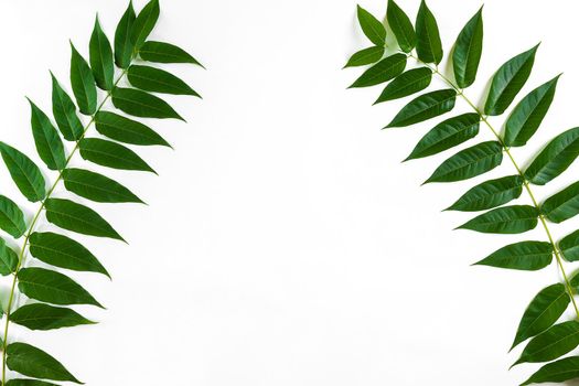 Green leaf branches on white background. flat lay, top view. Copy space. Still life