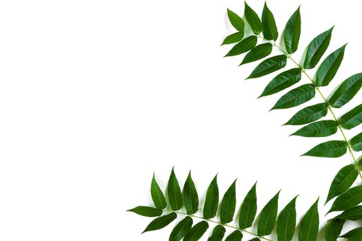 Green leaf branches on white background. flat lay, top view. Copy space. Still life