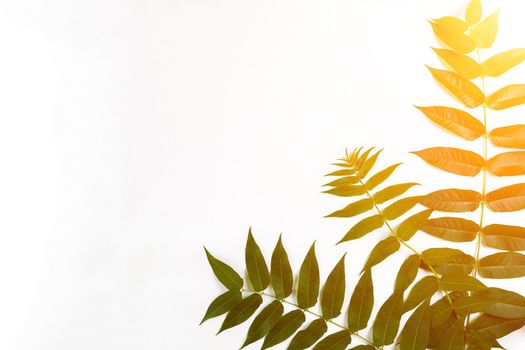 Green leaf branches on white background. flat lay, top view. Copy space. Still life. Sun Flare