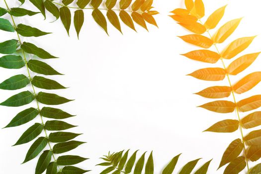 Green leaf branches on white background. flat lay, top view. Copy space. Still life. Sun Flare