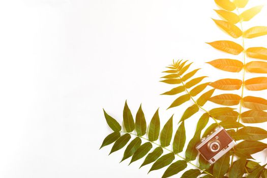 Green leaves and old camera on white background, Summer background. Top view. Copy space. Still life. Flat lay. Sun Flare