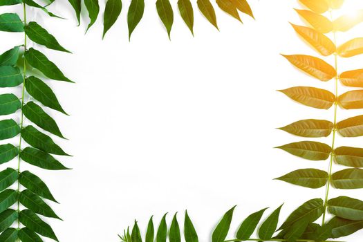 Green leaf branches on white background. flat lay, top view. Copy space. Still life. Sun Flare