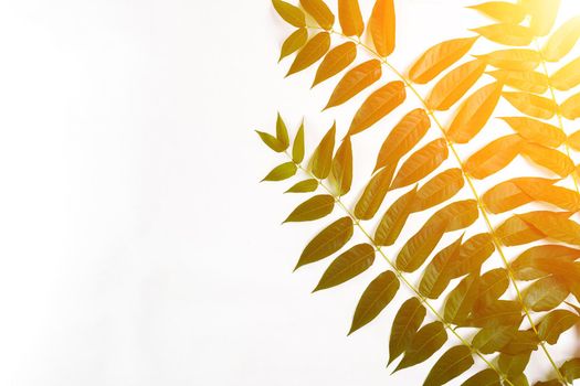 Green leaf branches on white background. flat lay, top view. Copy space. Still life. Sun Flare