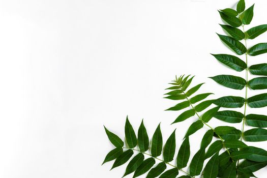 Green leaf branches on white background. flat lay, top view. Copy space. Still life