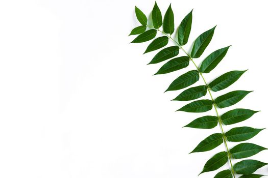 Green leaf branches on white background. flat lay, top view. Copy space. Still life