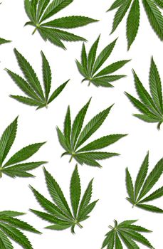 Cannabis or marijuana green leaves isolated over white background. Alternative medicine, wallpaper. Close up
