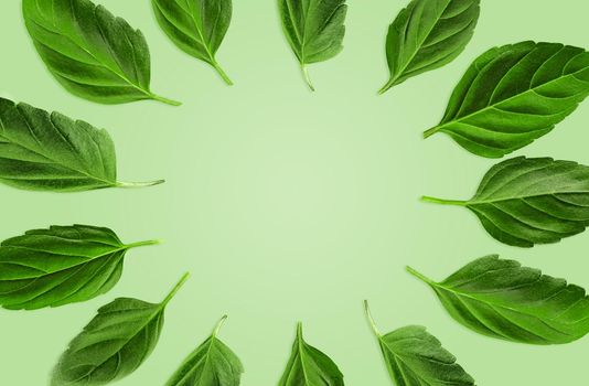 Green leaves of basil are laid out in a circle against mint or light green background. Botanical pattern, collage. Close up, copy space, top view