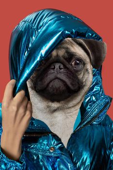 Contemporary art collage portrait positive dog headed woman. Modern style pop art zine culture concept. Funny border pug head on beige background.