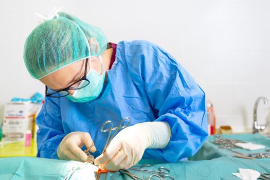 Female Veterinary surgeon operating in the operating room of a veterinary clinic. Vet doing surgery in the clinic. Medicine, pet, animals, health care and people concept. High quality photography